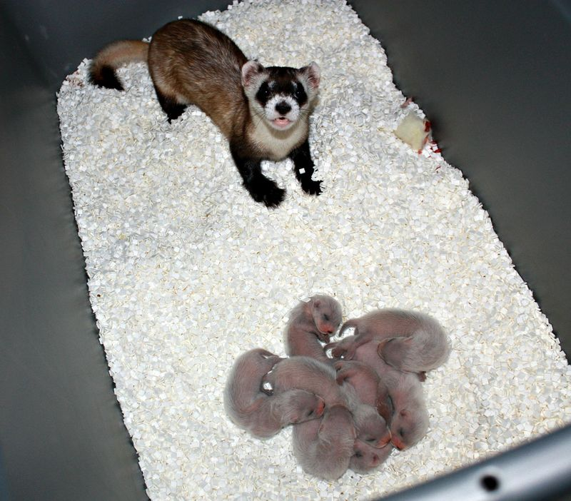 Illustration for article titled Breakthrough for Black-footed Ferrets Bodes Well for Other Endangered Species